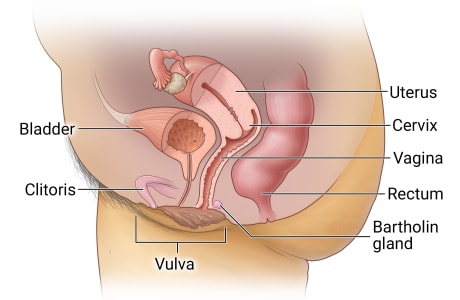 Cross-section of female reproductive system, including uterus, cervix, vagina, Bartholin gland, vulva, and clitoris, and showing rectum and bladder.
