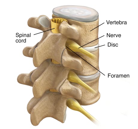 Three lumbar vertebrae, showing spinal cord in spinal column, nerves, discs, and foramen.