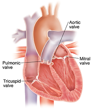 Cross section of heart showing four valves.