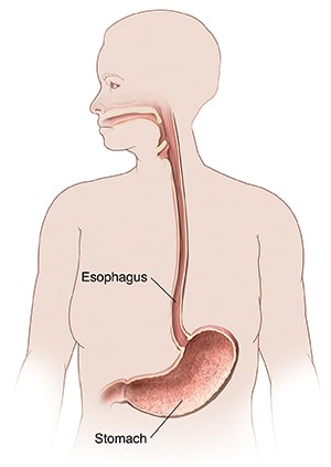 Outline of person, showing mouth, esophagus, and stomach.