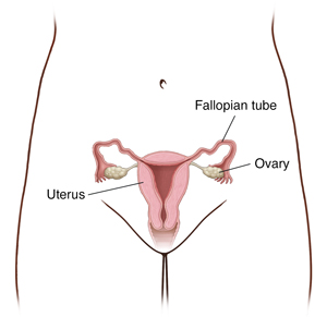 Front view of woman's pelvis showing cross section of uterus, ovaries, and fallopian tubes.