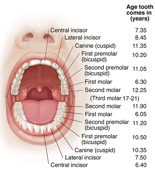 Front view of open mouth showing upper and lower teeth.