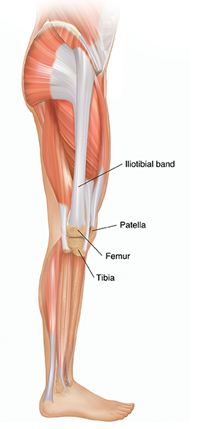 Side view of body below the waist showing muscles of leg and iliotibial band.