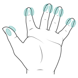 Hand with palm up and highlights on inside and outside of pads of all 5 fingers.
