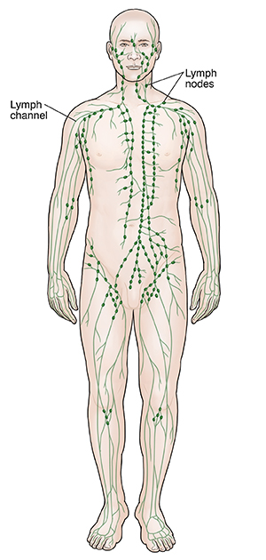 Body, showing lymphatic system all through the body..