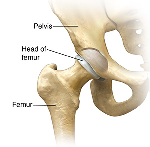 Front view of hip joint.