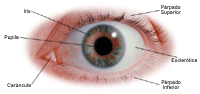 Anatomía del ojo, externo
