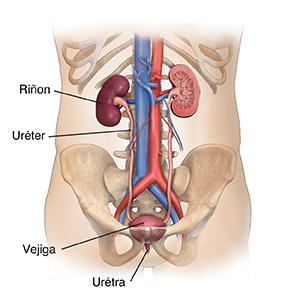 Vista frontal del torso de un hombre donde se observa el sistema urinario.