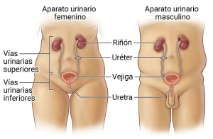 Aparatos urinarios femenino y masculino, mostrando riñones, uréteres, vejiga y uretra.