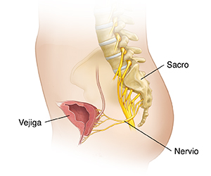 Corte transversal de la pelvis femenina donde se observan el sacro, los nervios sacros y la vejiga.