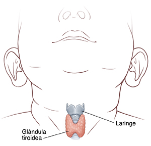 Vista frontal del cuello de un bebé donde se observa la laringe y la tiroides.