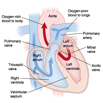 Front view cross section of heart showing atria on top and ventricles on bottom showing aorta, pulmonary artery, mitral valve, aortic valve, left atrium, left ventricle, right atrium, right ventricle, tricuspid valve, pulmonary valve, superior vena cava, and inferior vena cava. Arrows on right side of heart show oxygen-poor blood pumping to lungs. Arrows on left side of heart show oxygen-rich blood pumped to body.